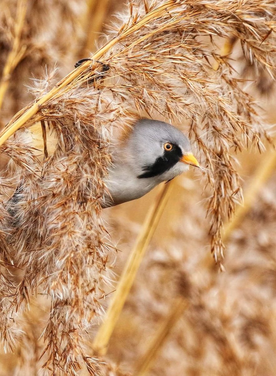 Davidnature22's tweet photo. Male bearded Tit at rspb Radipole lake Dorset. https://t.co/K9Yi7QuBo3