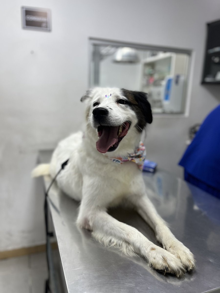 𝙷𝚎𝚕𝚊 𝙼𝚘𝚛𝚎 🐶 tweet media
