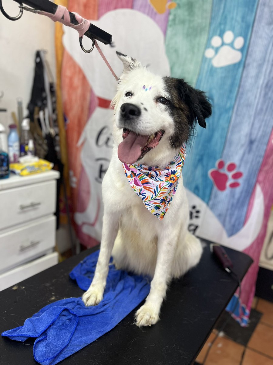 𝙷𝚎𝚕𝚊 𝙼𝚘𝚛𝚎 🐶 tweet media