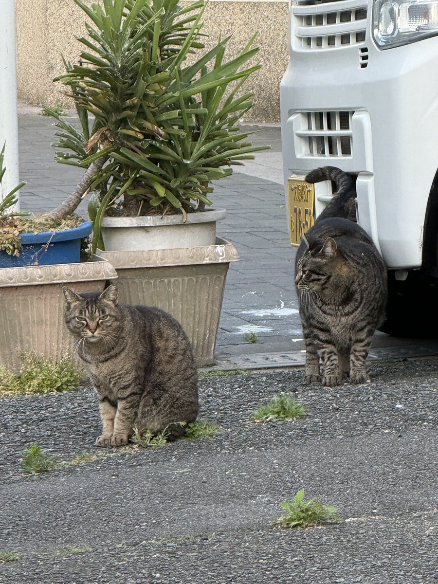 yancya512's tweet photo. 朝の散歩で猫5匹と遭遇 https://t.co/DcPpOWpLUV