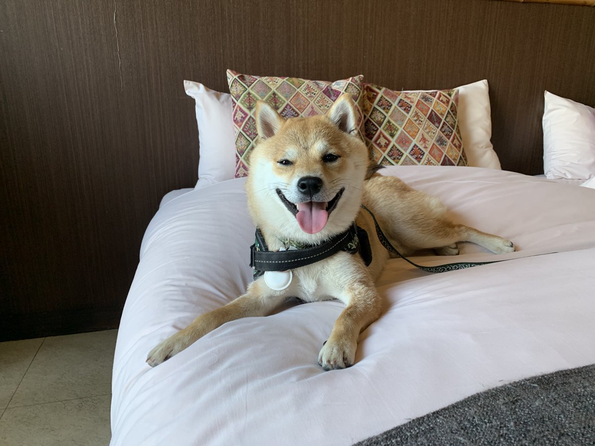 豆柴豆吉 tweet media