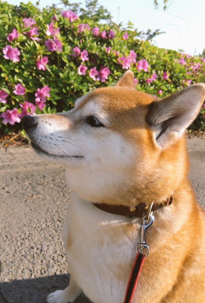 むぎとてんちゃんの毎日。.:*♡ tweet media