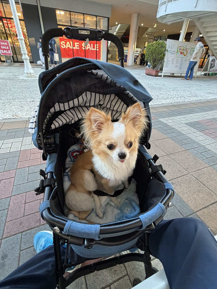 ペット