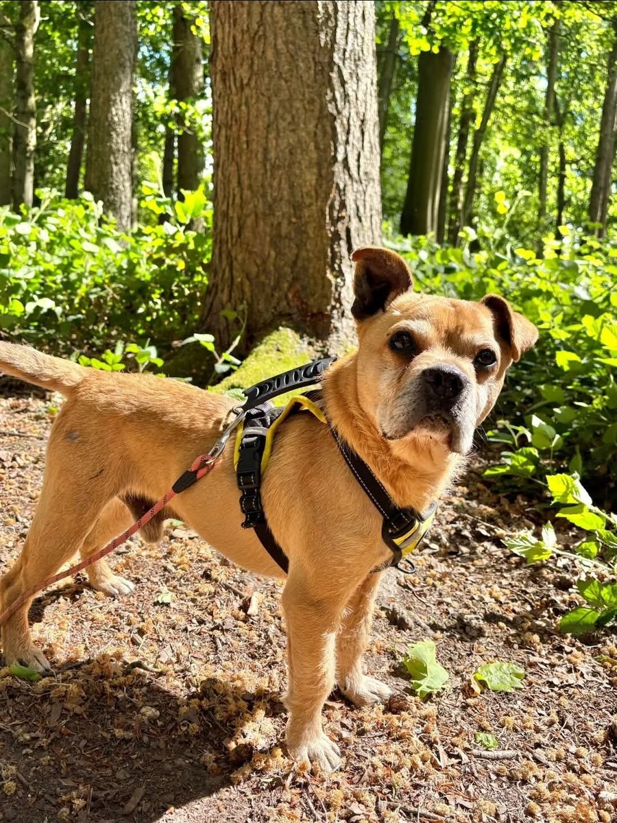 Rescue dogs for rehoming tweet media