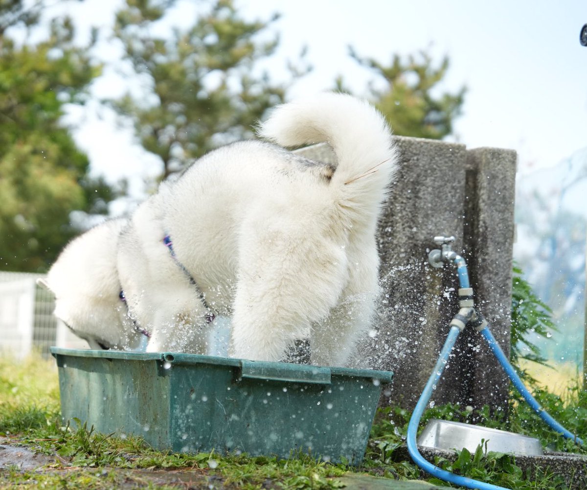 ふくまる＋ぶな＝ (@fukumaru_buna) / Posts / X