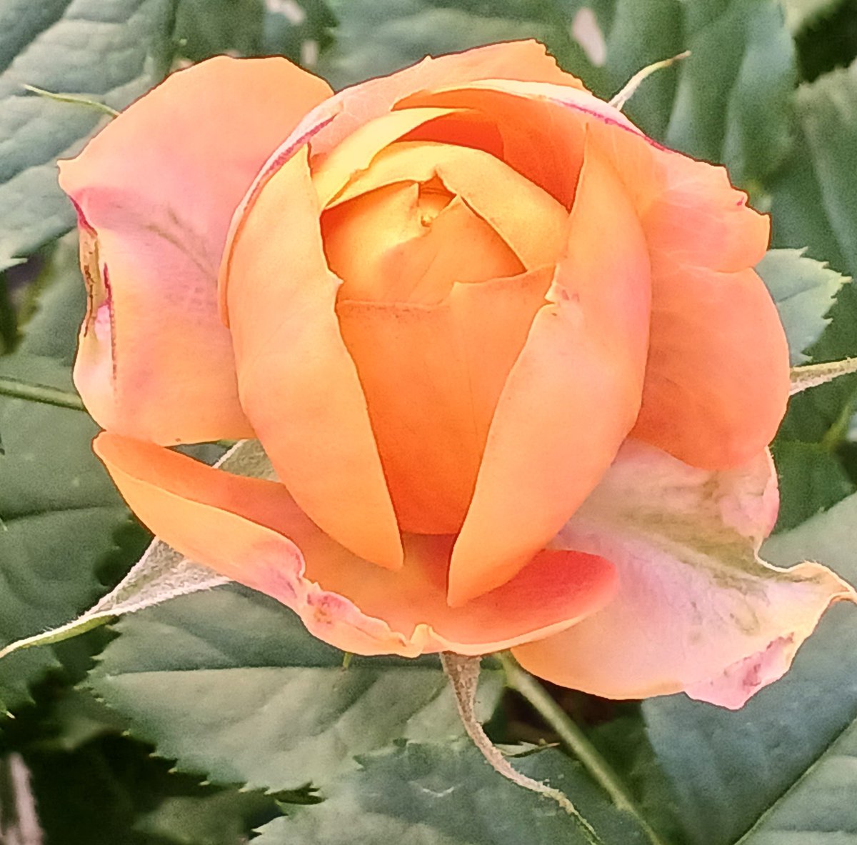 rose garden (@rosegarden0925) / Posts / X