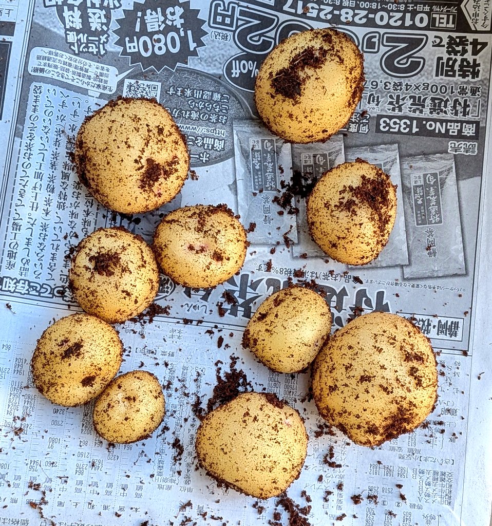 miffy_small's tweet photo. ポテトバッグ
キタアカリ　
3/18　発芽

モザイク病かな？全体に広がってしまったので片付けようとしたら収穫できました！花も咲かなかったのにさすがポテバ！

大切に食べます✨️

#家庭菜園 #じゃがいも https://t.co/DVN0fJQNtc