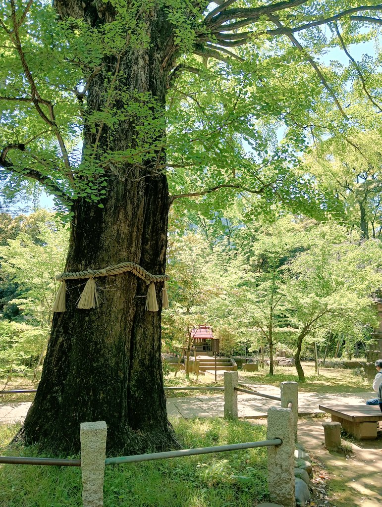 orangecat364's tweet photo. 港区の赤坂氷川神社の御朱印です🤠

平安時代に東国遊行していた蓮林僧正が霊夢を見て氷川明神を祀ったのが創建です⛩️

江戸中期に八代将軍徳川吉宗の紀州藩の中屋敷が赤坂にあったことから幕府の尊信が高まり社殿を現在地に造営しました😃

関東大震災や東京大空襲を免れ江戸当時の姿を今に伝えます🙂 https://t.co/bbhQMhYJ3v