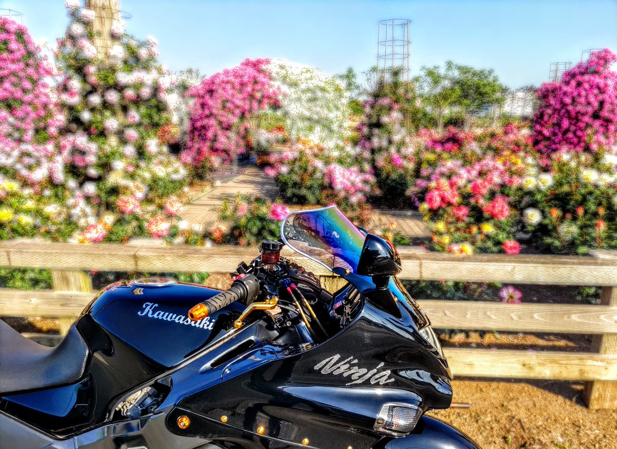 今日限り大幅値下げ 今日は薔薇🌹からのスタート 最高の晴天☀だぜい🤩✨✨✨ まとめ売り！2枚目も見てね！即購入⭕️ クロスブレイド その他