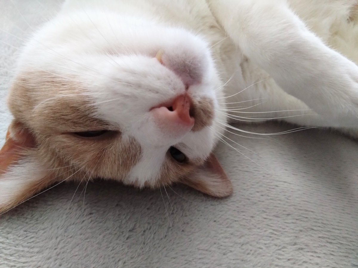 キバチラ #猫のいる暮らし