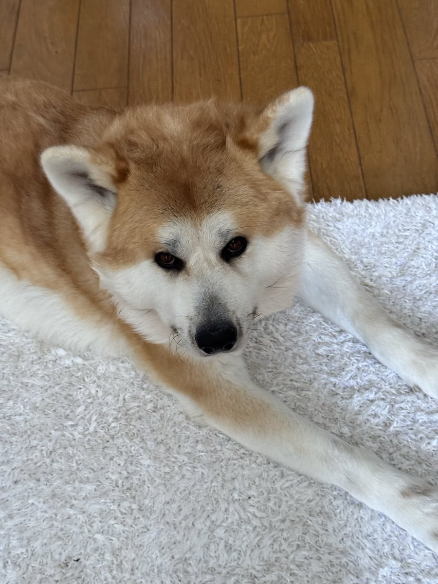 秋田犬あさひ akitainu asahi tweet media