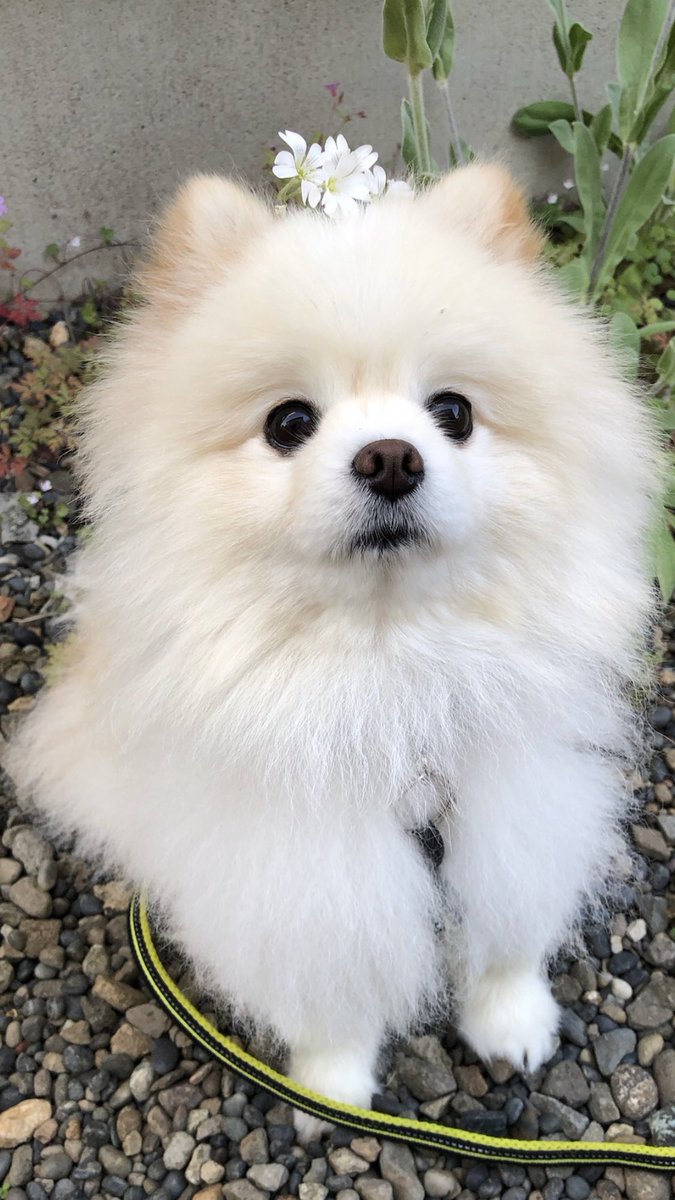 ポコ🐶🐾🐾🍀 tweet media