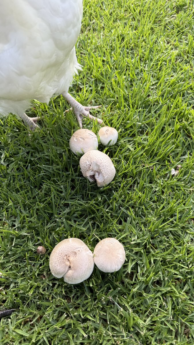 mitzyelliott's tweet photo. Me, trying to photograph the mushrooms on the back lawn π€£π€£
#backyardchickens
#happyhens
#chookpower https://t.co/KXnRu3iJQi