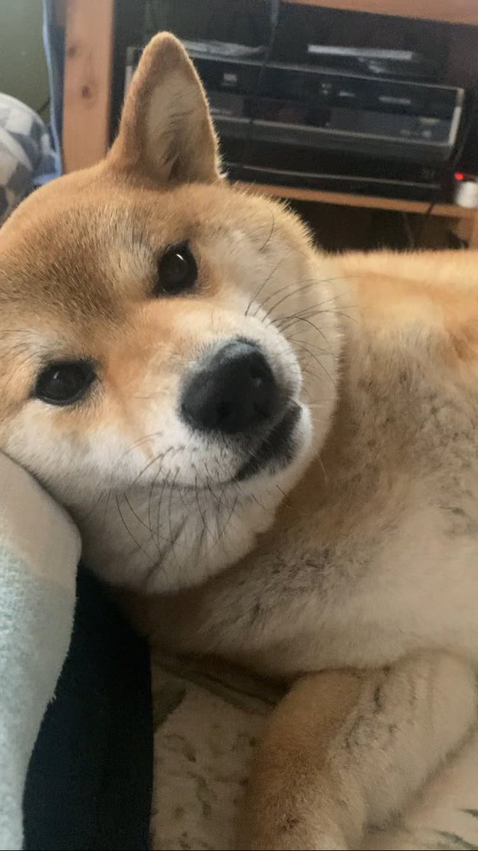 Takasan(タカさん) 心亜のお父ちゃん tweet media