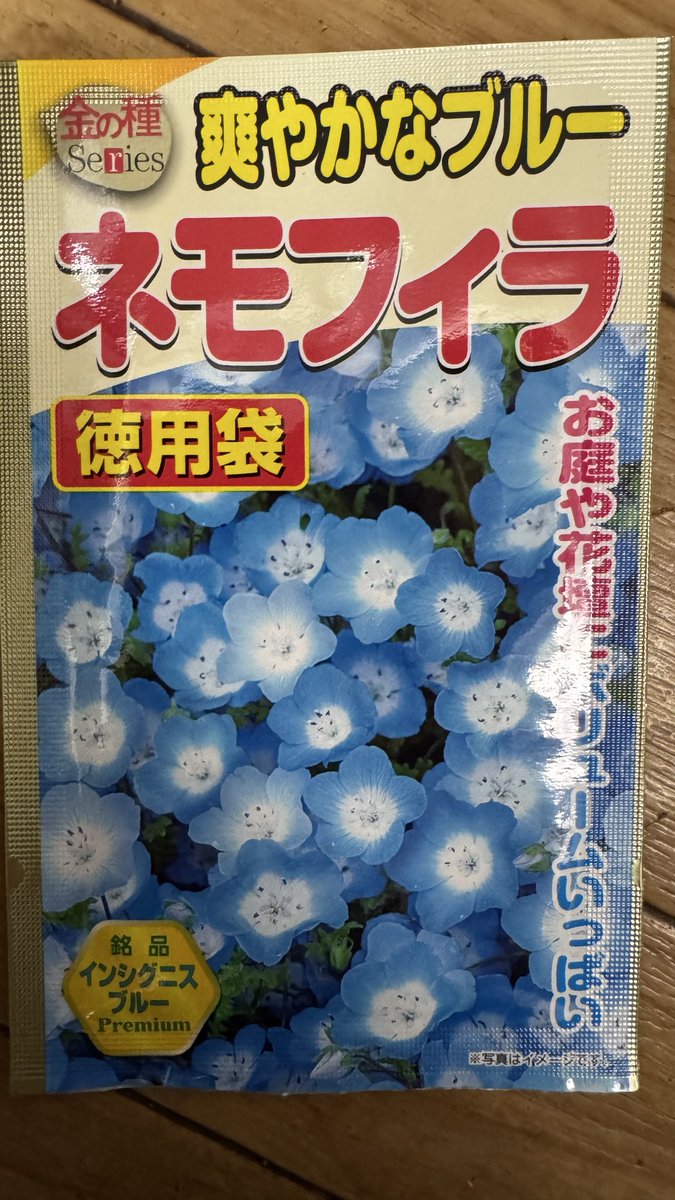 mintlime99's tweet photo. ネモ芽出し🌱(北海道)は日照不足で徒長してしまい失敗したため、苗を購入して鑑賞🪴🎵
#NEMOPHILA

ブラックも⚫️👍 https://t.co/PHG3wGNx2a