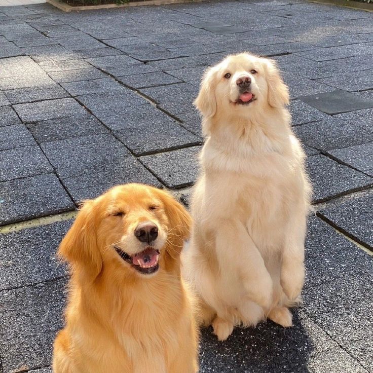 Dogs all the way tweet media