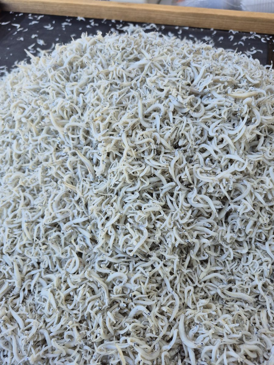 kanneimaru's tweet photo. おはようございます。
シラス漁～

今日は沢山獲れました✨️
早々と茹でてまーす🤗 https://t.co/woFwZMjlm3