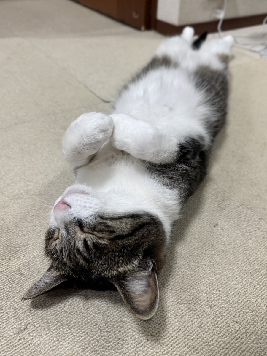 ぎんのねこ (@ginnonekoch) / Posts / X