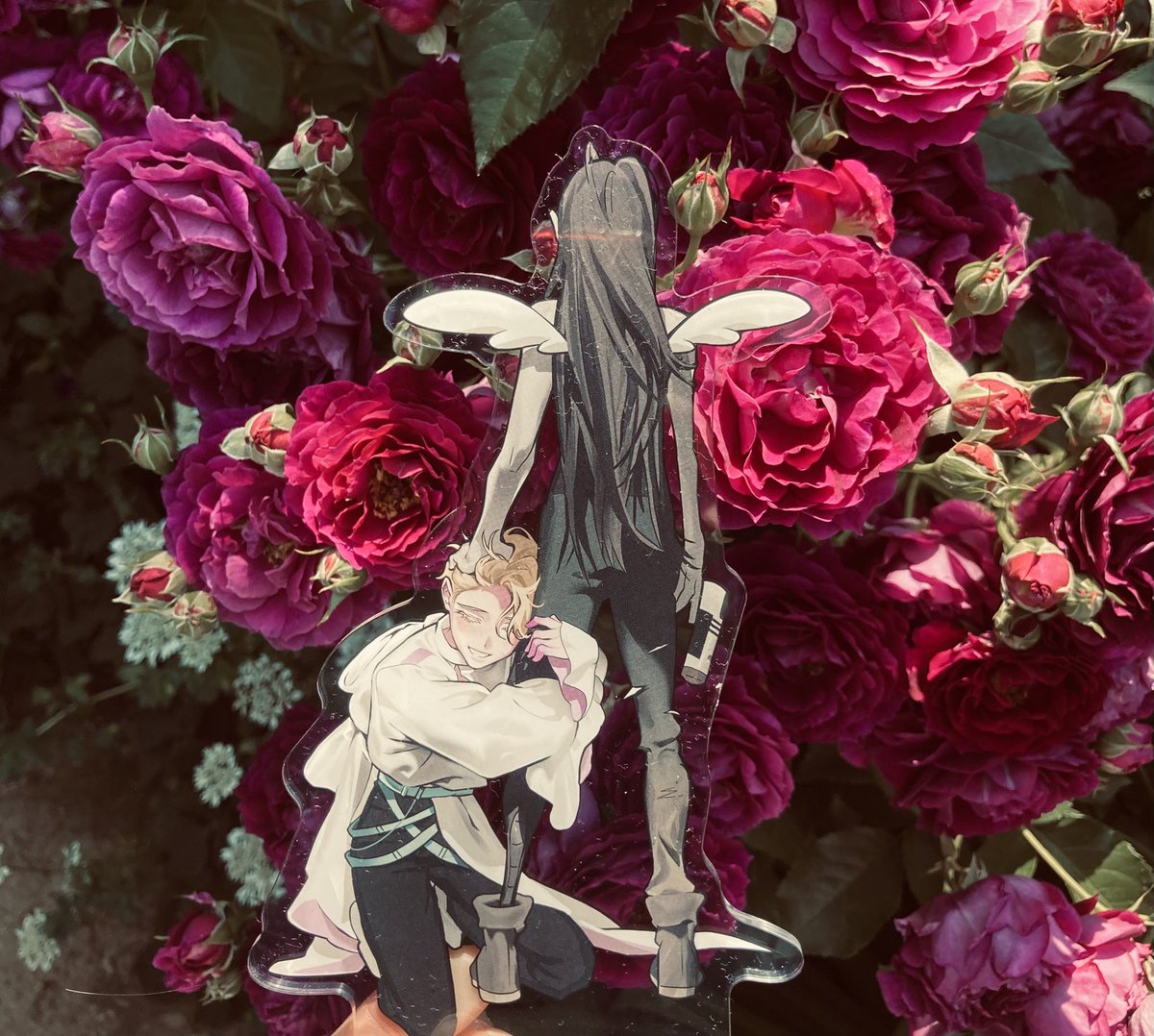 omoide_00's tweet photo. 🌹 https://t.co/8gKRb14pSM
