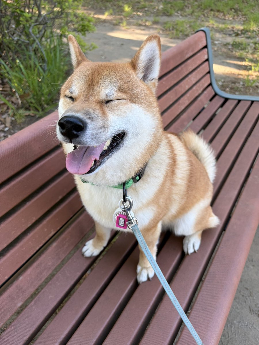 豆柴の大和🐶 tweet media
