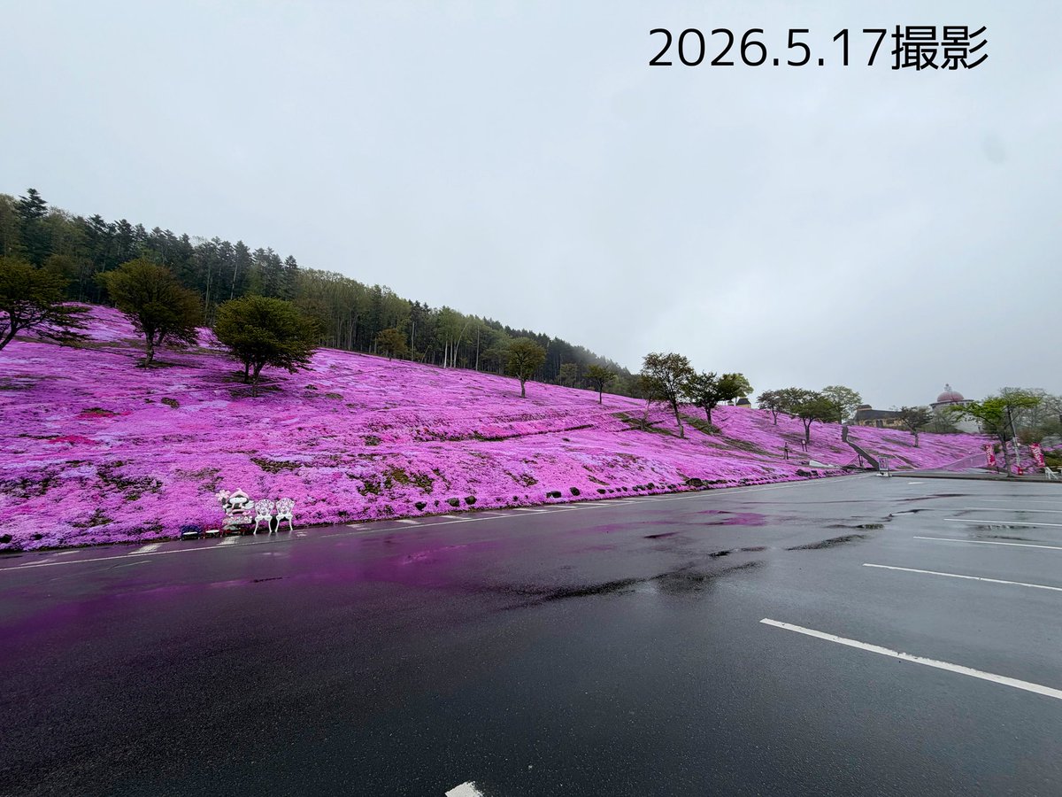 5/17北海道滝上町芝ざくら情報】 ・5/1~5/31まで芝ざくらまつり開催中