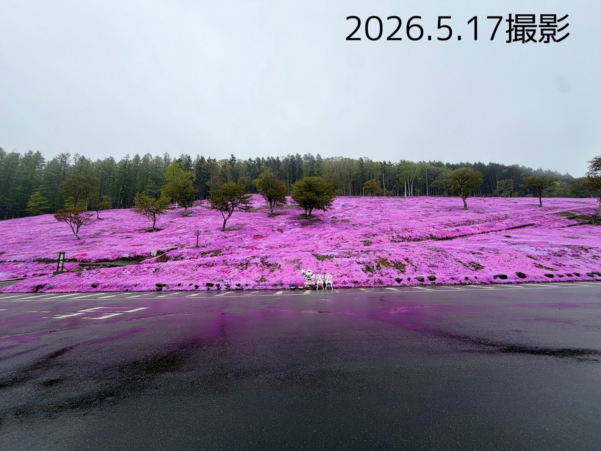 5/17北海道滝上町芝ざくら情報】 ・5/1~5/31まで芝ざくらまつり開催中