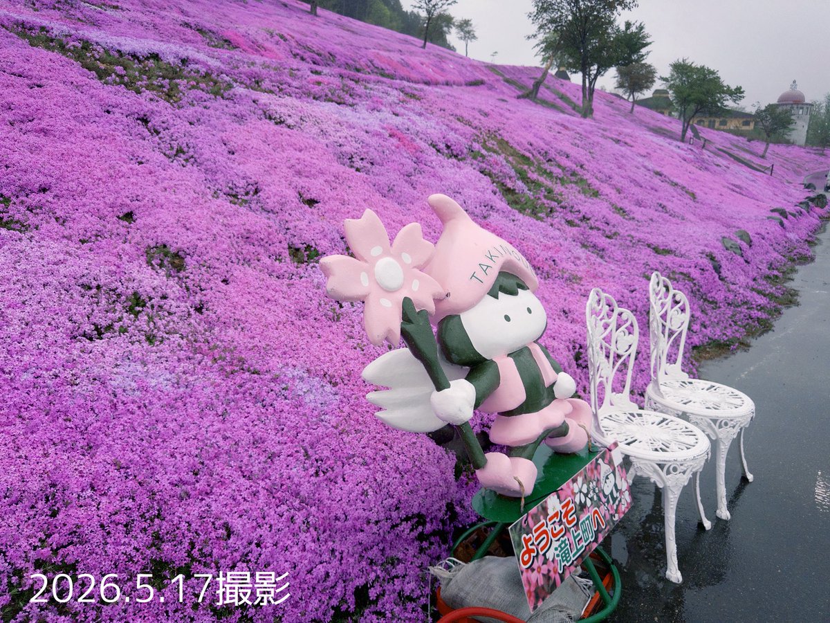 5/17北海道滝上町芝ざくら情報】 ・5/1~5/31まで芝ざくらまつり開催中