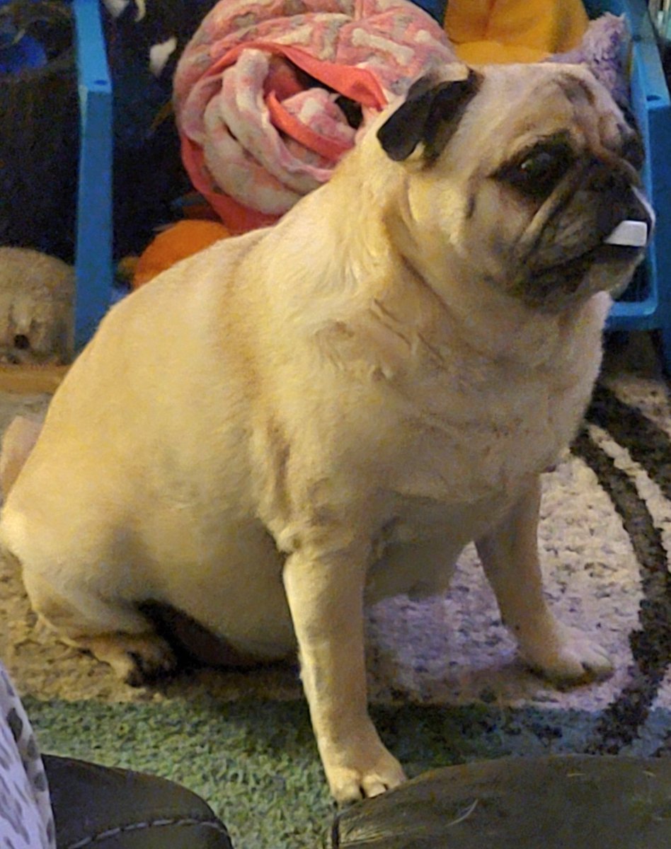 SarahPug12's tweet photo. When Orange wants more food, he picks up a bottle cap! 😂 Happy Saturday evening, friends! 🤗 #FeedMeAgain #OrangeThoughts https://t.co/k2RZ6zX9Aa