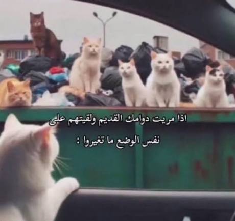 HAZEM tweet media