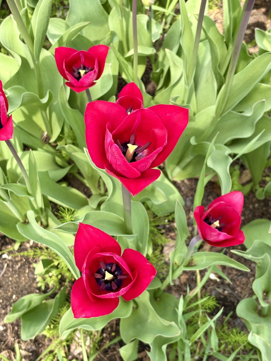 チューリップ様★ チューリップ🌷 赤いろいろ #私の_世界に一つだけの花 #SMAP