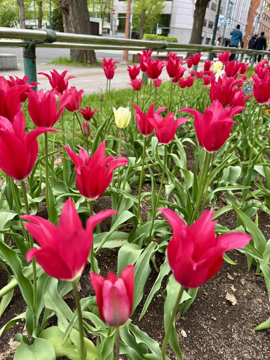 チューリップ🌷 赤いろいろ #私の_世界に一つだけの花 #SMAP