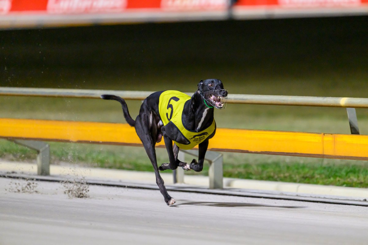 Queensland Greyhound Racing Club tweet media