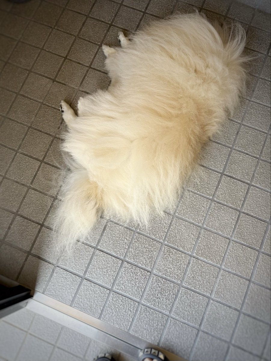 snow_white_999's tweet photo. 帰宅して玄関のドアを開けたらぽめおさんが転がってて神

ドンキの治安が悪いサンダル失礼します(気に入ってる) https://t.co/IuVbDN0Ypo