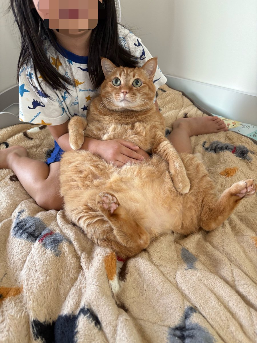 すずつむふう【我が家の可愛い猫’s】 tweet media