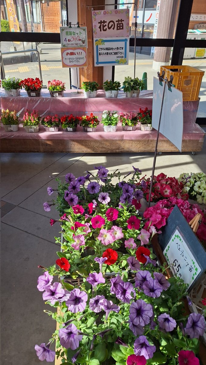 お花コーナーも 日曜日でも有り たくさん並んでいます☀️ ◉切り花