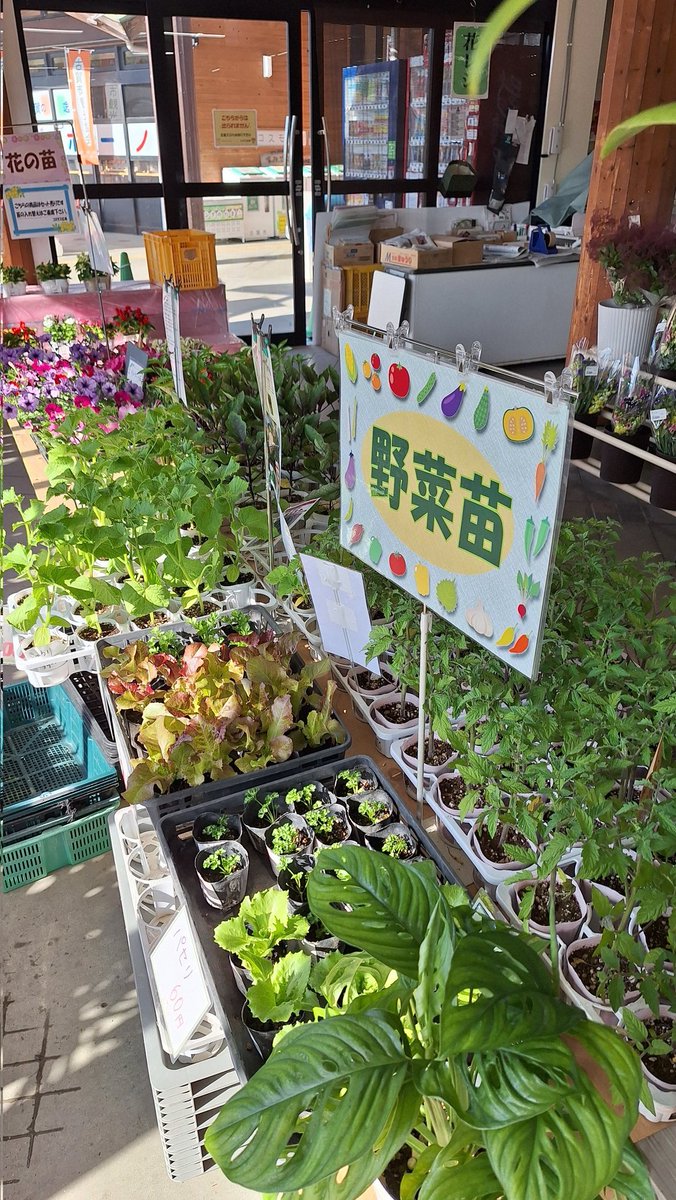 お花コーナーも 日曜日でも有り たくさん並んでいます☀️ ◉切り花