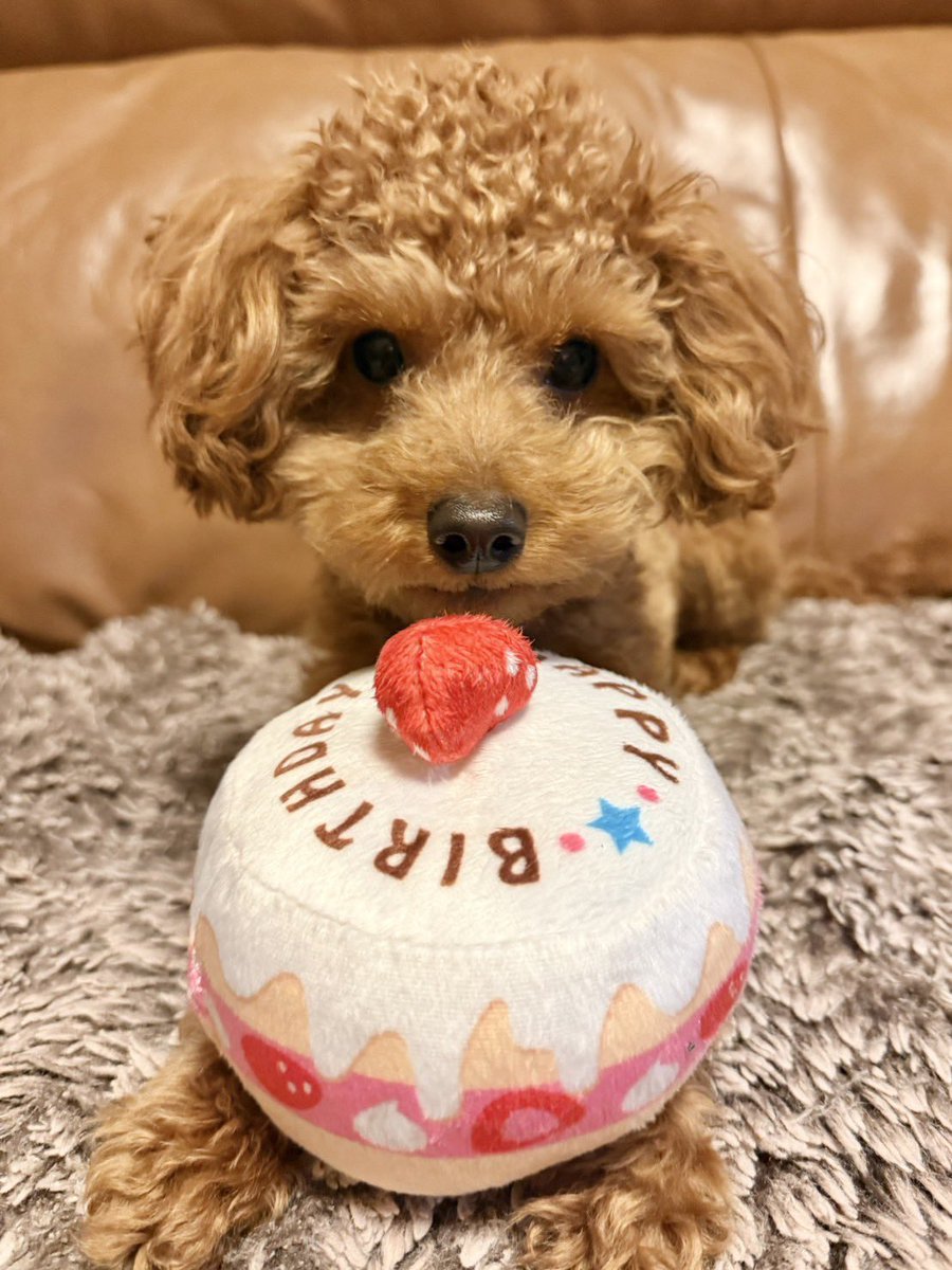 mocatan315's tweet photo. @gekkan_wanko トイプードルのモカくんです🩵🩵1歳になりました！🐶 🐾
やんちゃボーイの甘えん坊ボーイくん🫶
ぜひよろしくお願いします🙇🏻‍♀️❗️ https://t.co/NeMArpfFxd