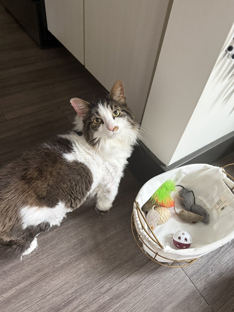 mr. meowser tweet media