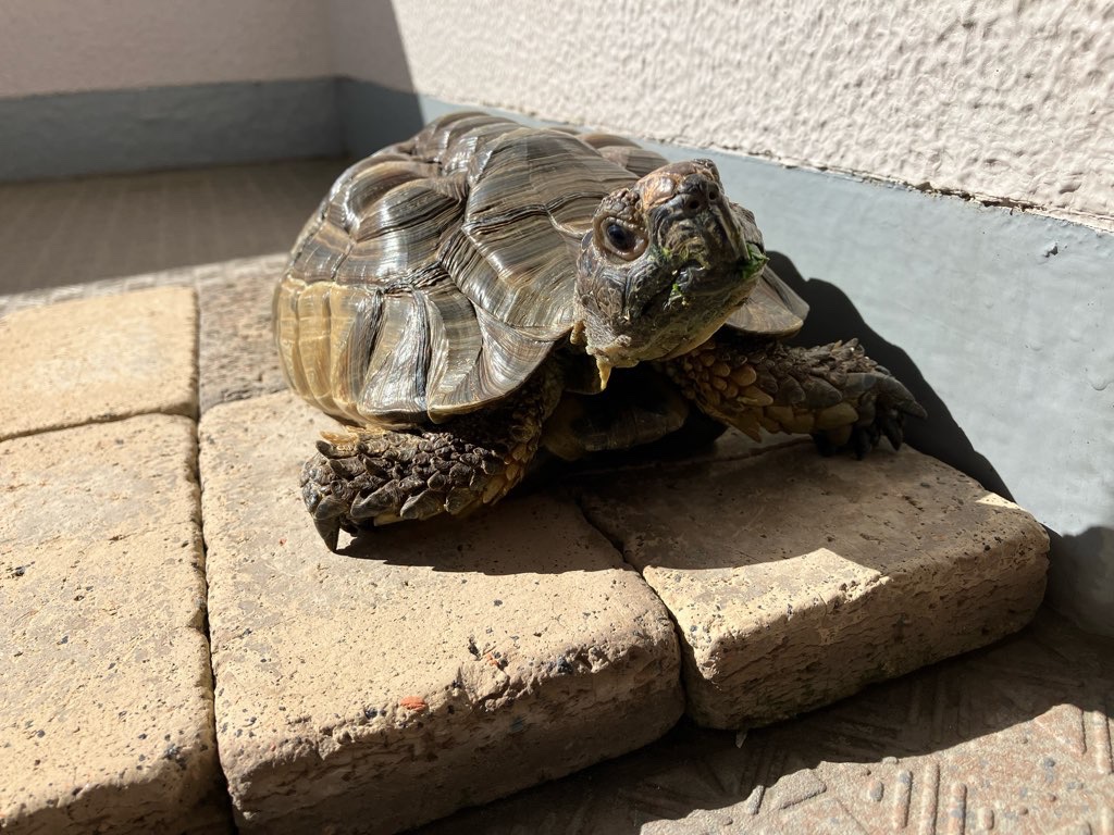 bububun_bun's tweet photo. 😆☀️ https://t.co/e1QurA2zyG