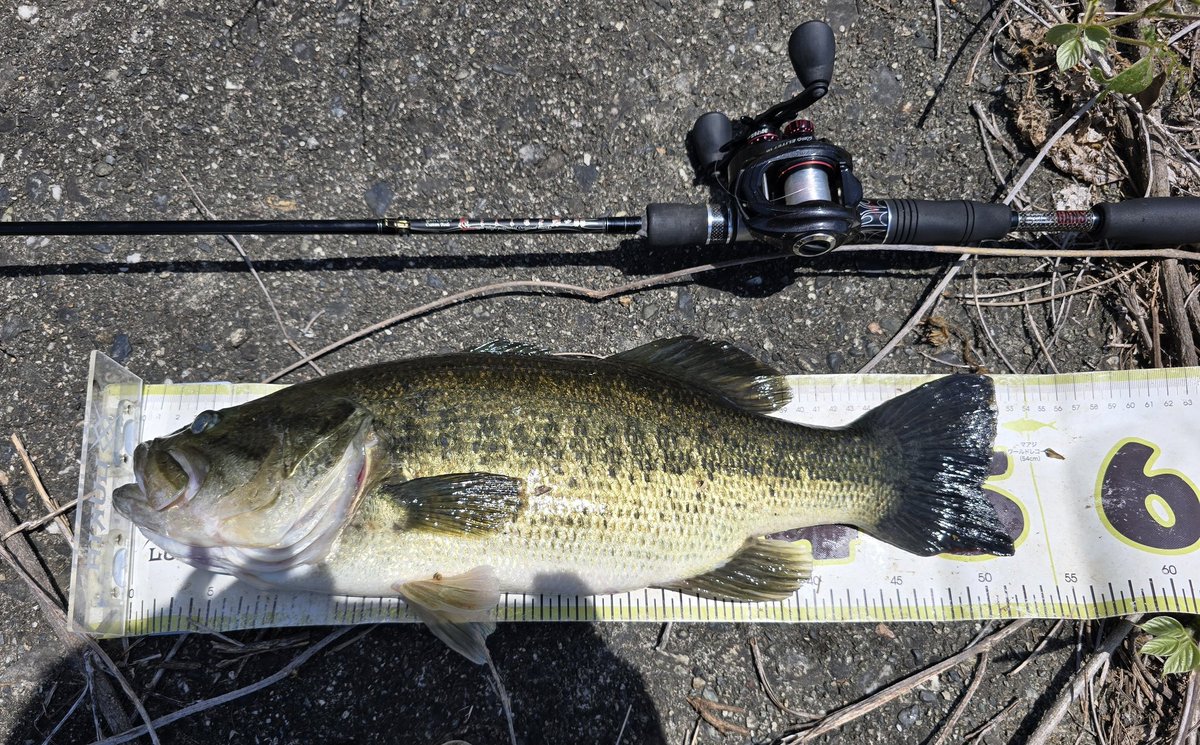 くっさん🎣 tweet media