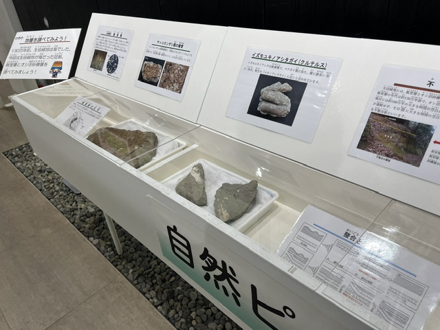 自然ピックアップ展示更新!】 130万年前の生田緑地はどんな自然 自然ピックアップ展示更新!】 130万年前の生田緑地はどんな自然