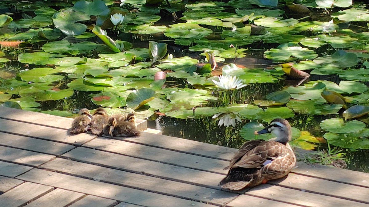 miku_t's tweet photo. 親子かわいい🦆🦆🦆 https://t.co/NwFl7ceYzw