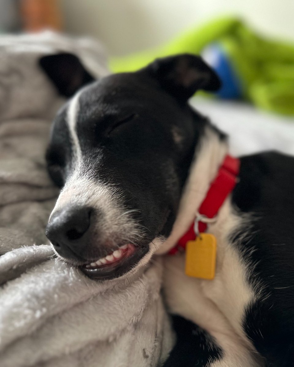 Humane Society of Charlotte tweet media