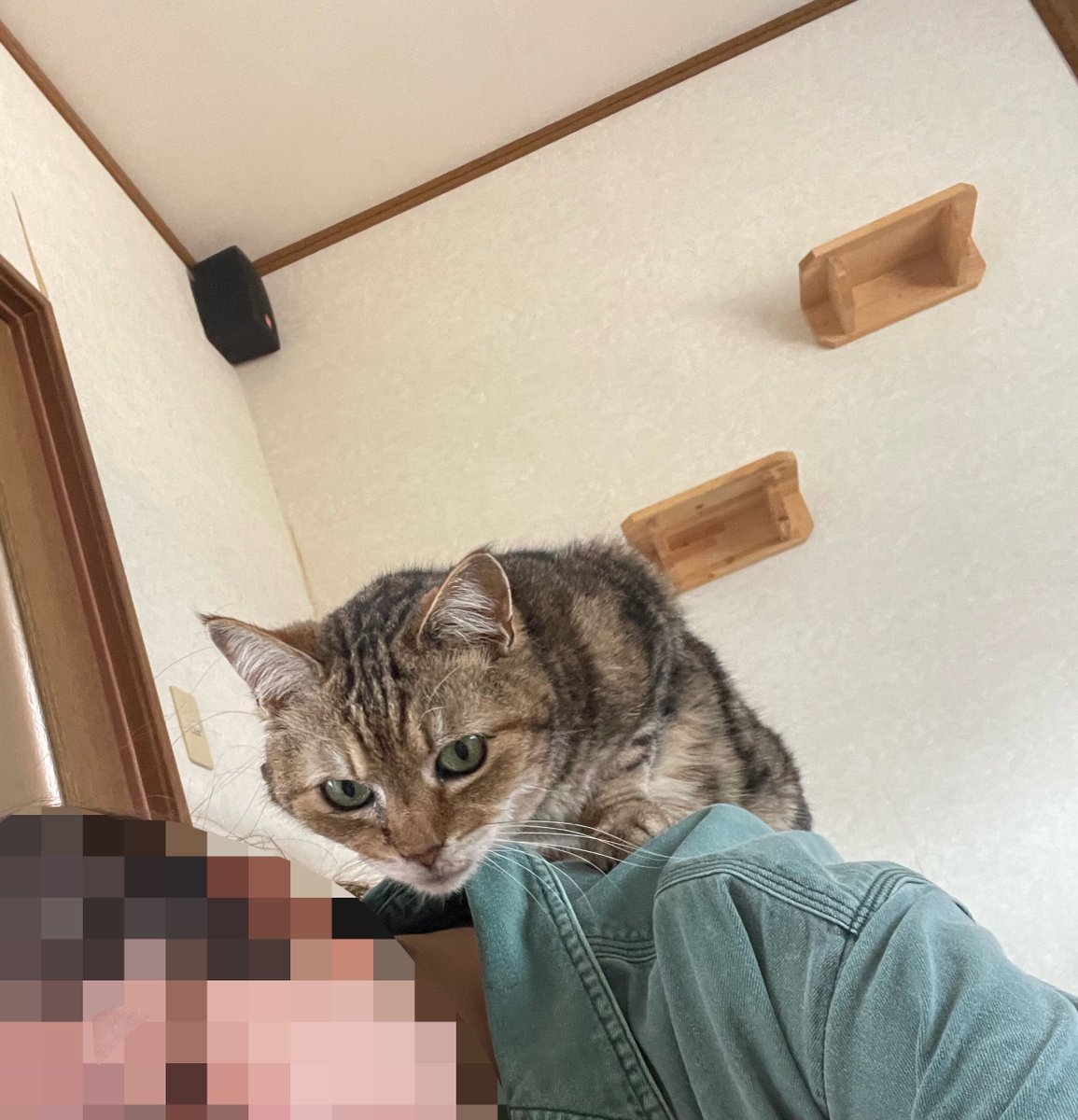 ふじもりはる🎄バナクロチャ tweet media