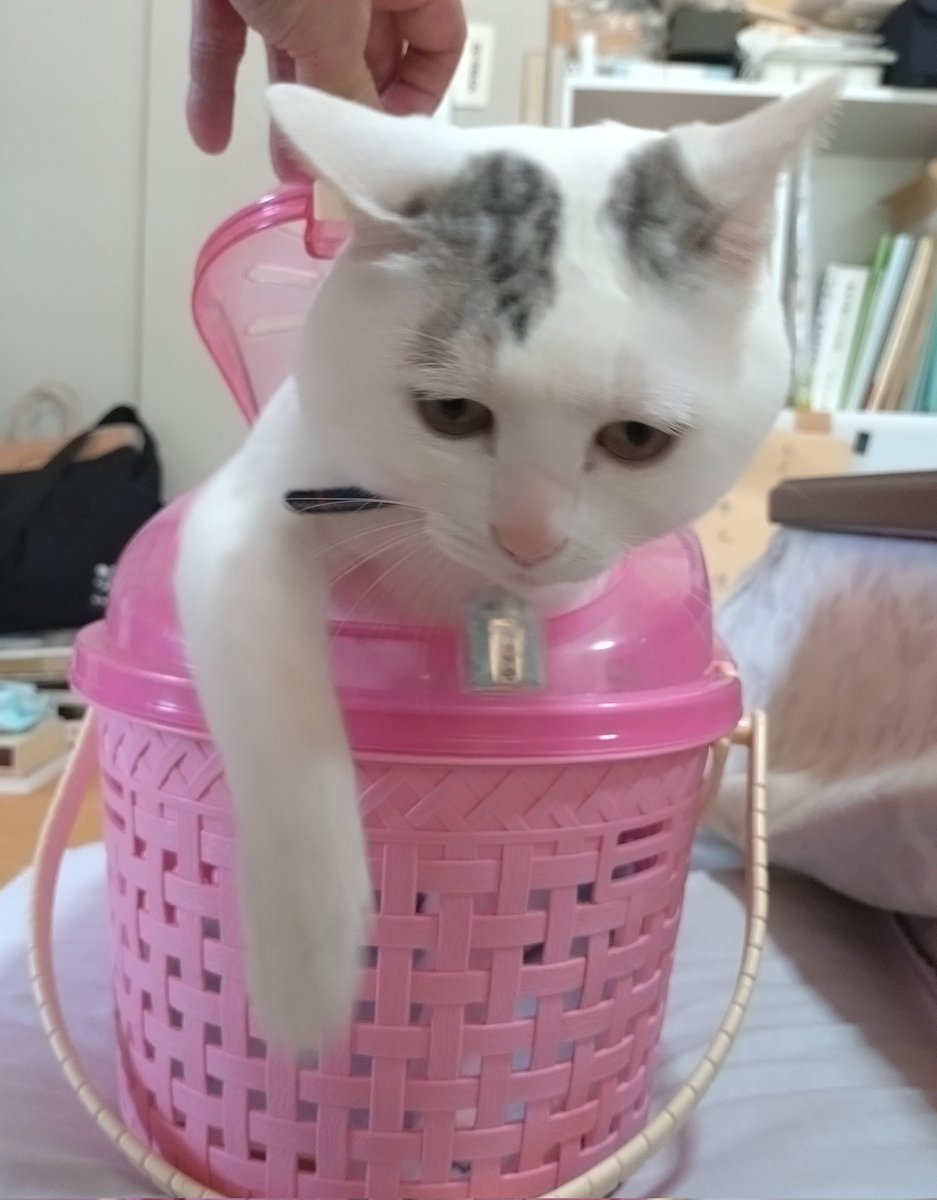 木山神社の招き猫 テン tweet media