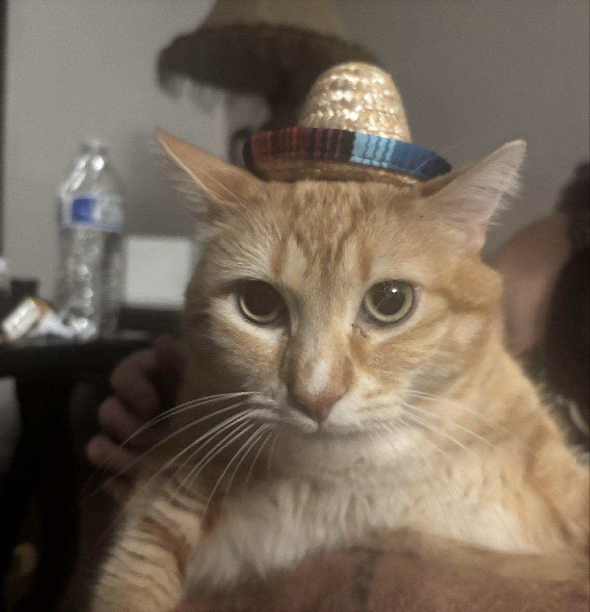 divinitycure's tweet photo. @angeIicvictory Oh hey! This is getting alot of likes. Uhm. Look at my cats! https://t.co/jr5hiv1AQ8