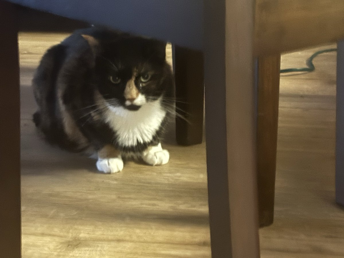 divinitycure's tweet photo. @angeIicvictory Oh hey! This is getting alot of likes. Uhm. Look at my cats! https://t.co/jr5hiv1AQ8