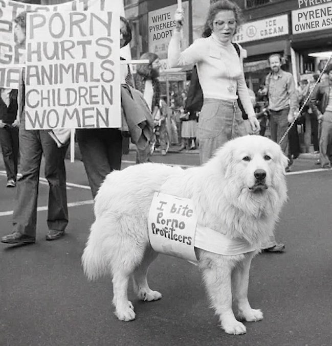 Dog tweet media