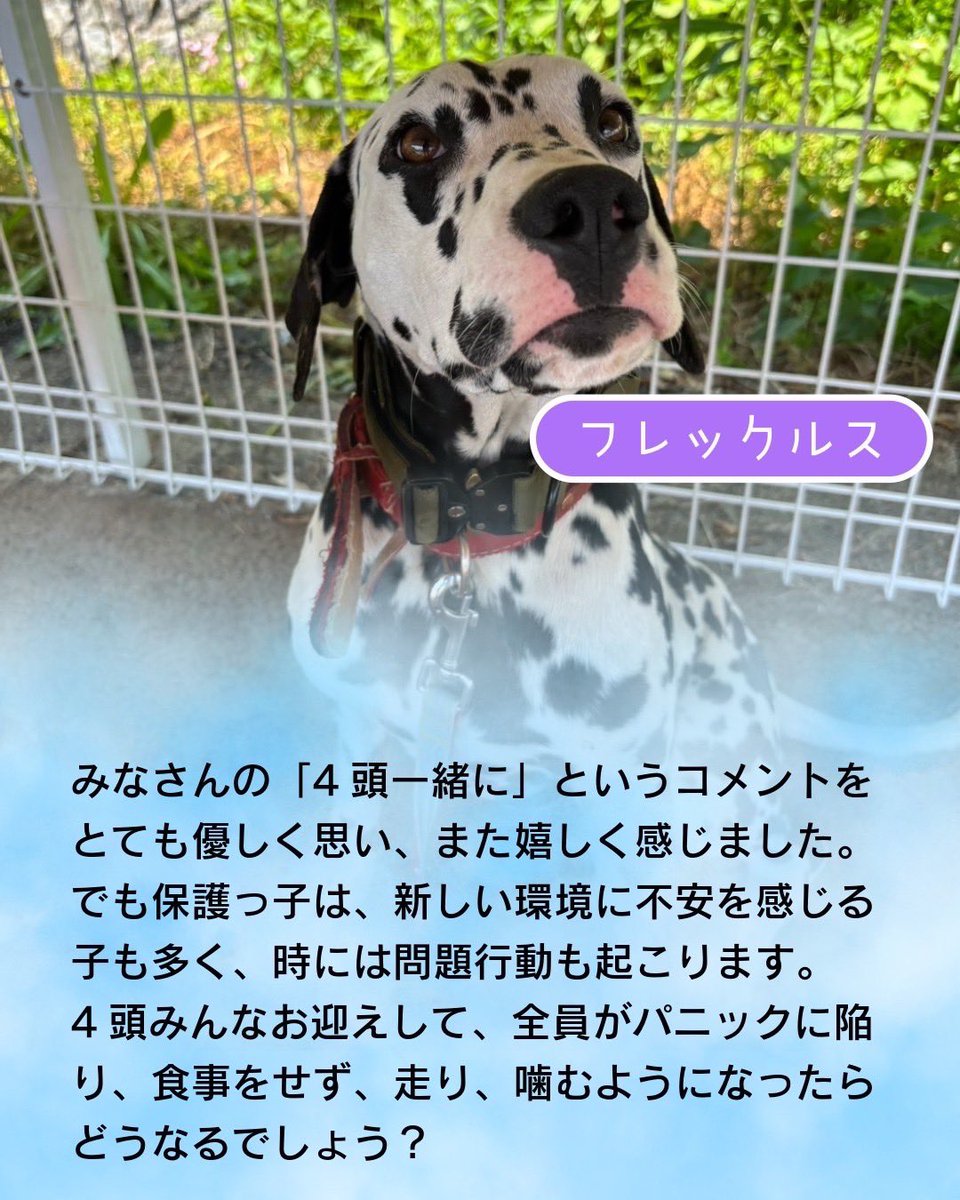 petfelice保護犬猫シェルター大宮見沼店 tweet media