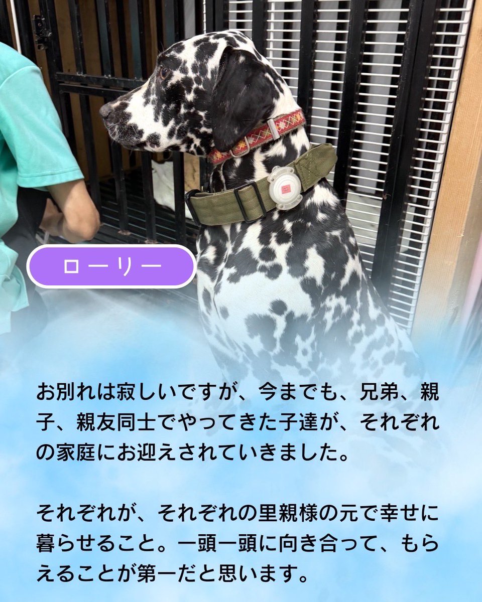 petfelice保護犬猫シェルター大宮見沼店 tweet media